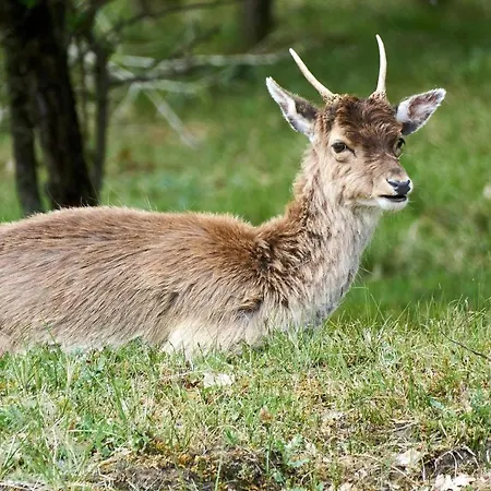 #1leafy Place Apartamento